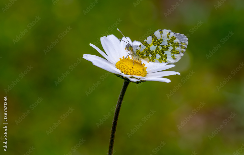 Orange Ornate Butterfly (Anthocharis cardamines) on a flower in Yamanlar Mountain.