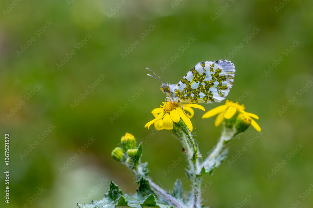 Orange Ornate Butterfly (Anthocharis cardamines) on a flower in Yamanlar Mountain.