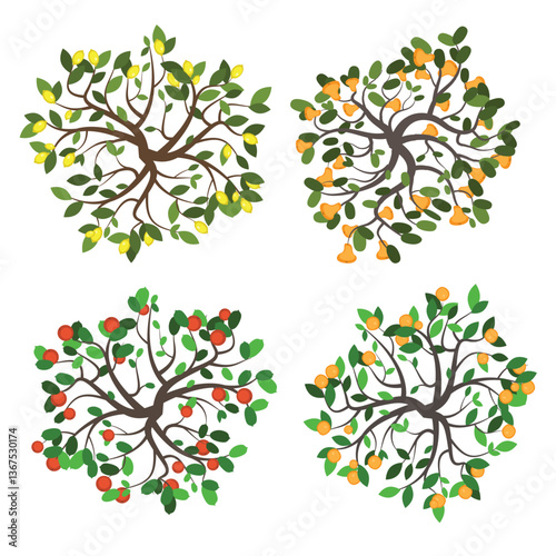 Top view of a set of isolated colour vector images of garden trees with branches, leaves and fruits: lemon, orange, apple, pear. View from above. Aerial.