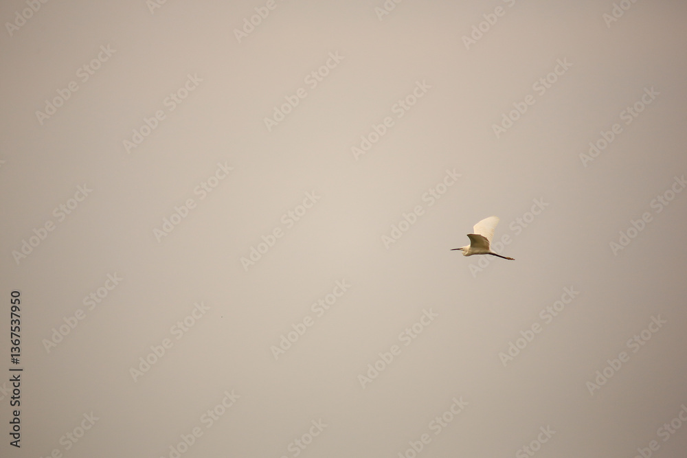 Bird is hunting over green rice field Bird is hunting over green rice field