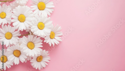 A simple and minimal concept is presented, showcasing white daisy chamomile flowers on a soft pink background, capturing the essence of a creative summer and spring lifestyle