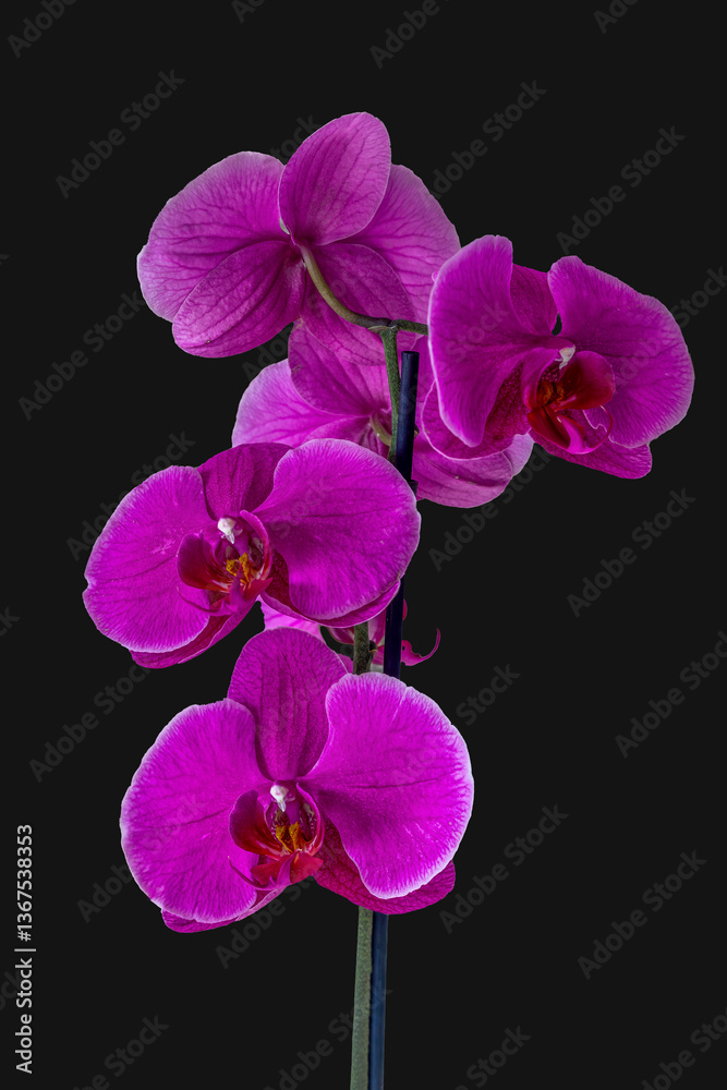 The purple moon orchid flower called because when it flowers it is shaped like a moon. The purple color of the orchid looks beautiful and attracts the attention of people who see it