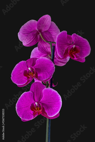 Obraz na płótnie The purple moon orchid flower called because when it flowers it is shaped like a moon. The purple color of the orchid looks beautiful and attracts the attention of people who see it w salonie