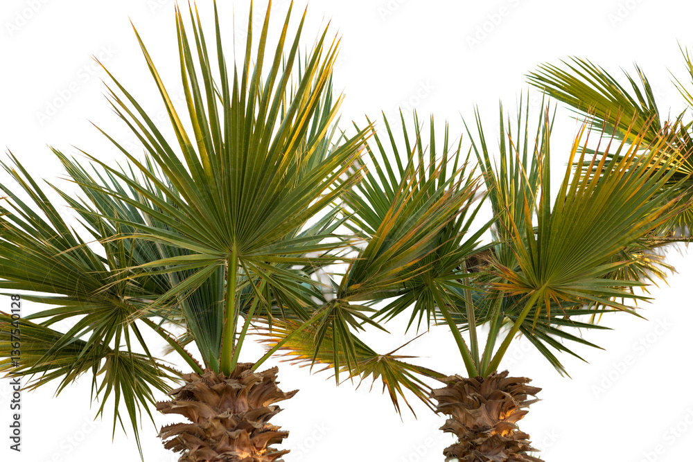 Branches of date palms under blue sky in Summer Branches of date palms under blue sky in Summer