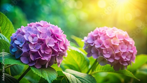 Elegant Hydrangea Wallpaper Duo: Two Blooming Tops, Left-Positioned with Copy Space