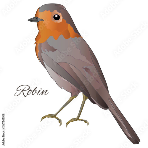 Robin  robin bird songbird on a white background wattercolor vintage vector illustration editable hand drawn