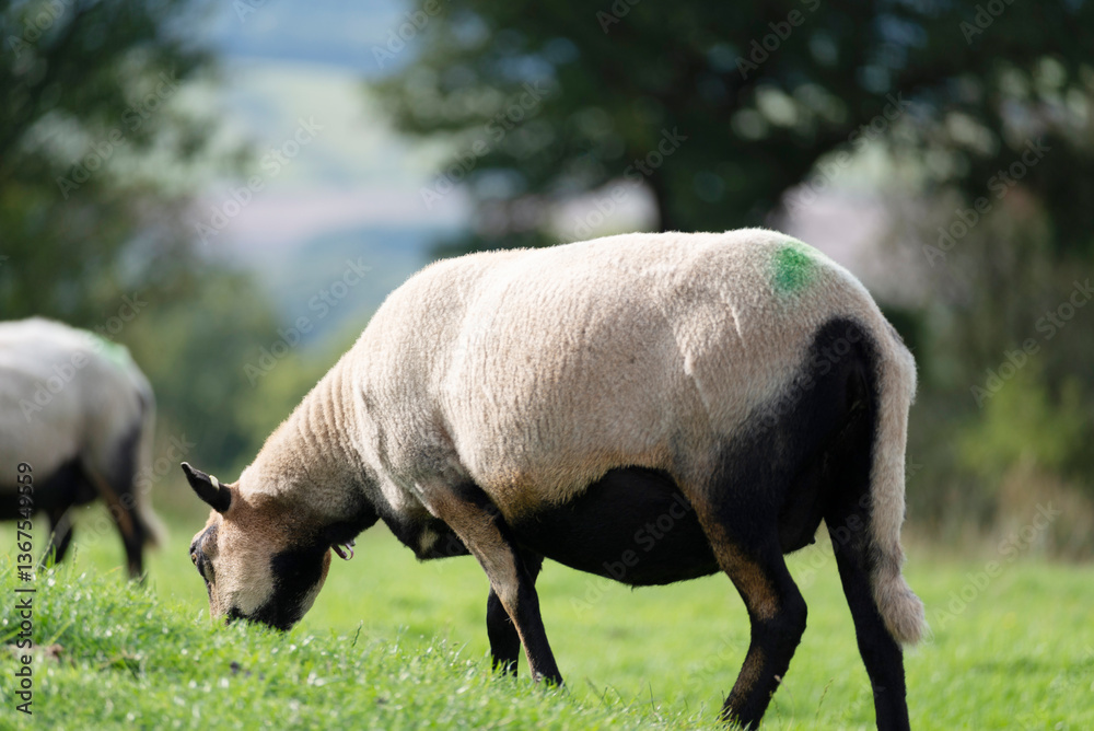 British Sheep grazing on green meadows,near the Malvern Hills,Herefordshire,England,United Kingdom. British Sheep grazing on green meadows,near the Malvern Hills,Herefordshire,England,United Kingdom.