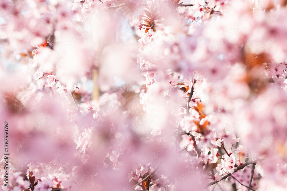 Obraz premium Soft spring cherry flowers background.