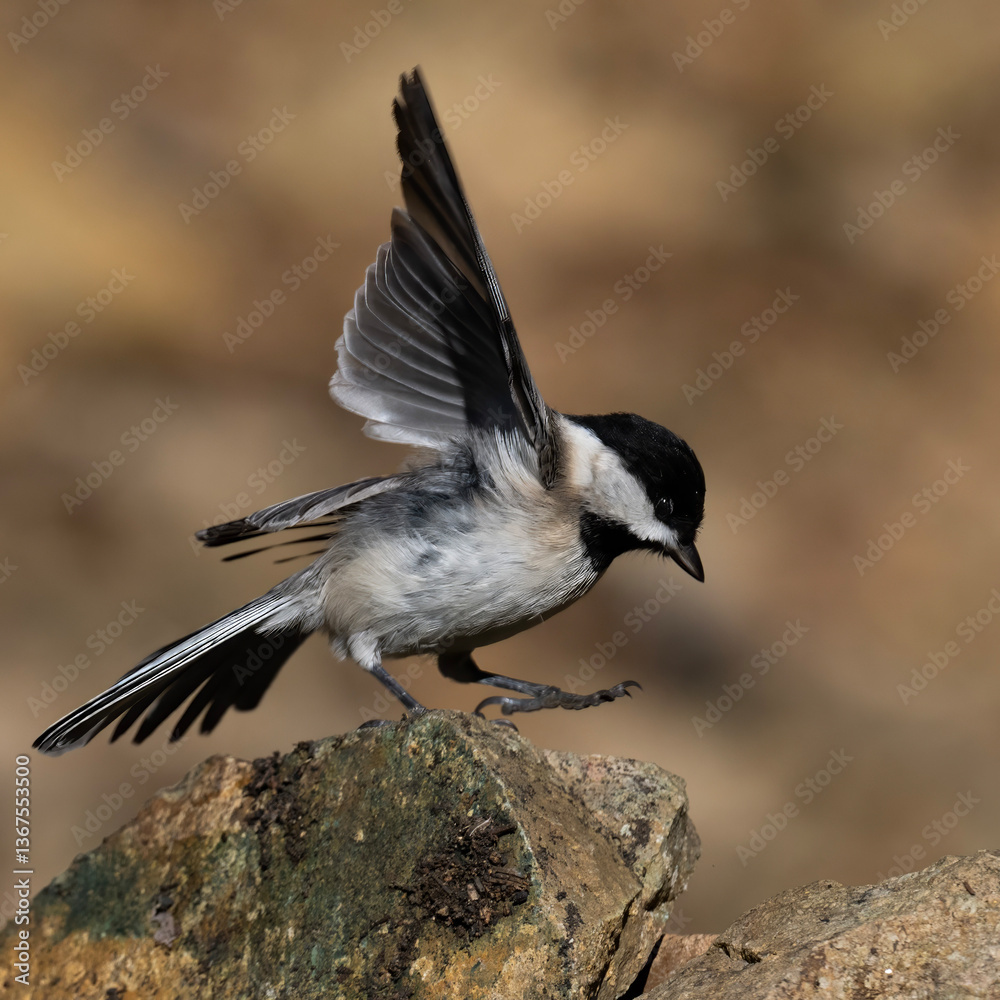 Obraz premium Sombre Tit