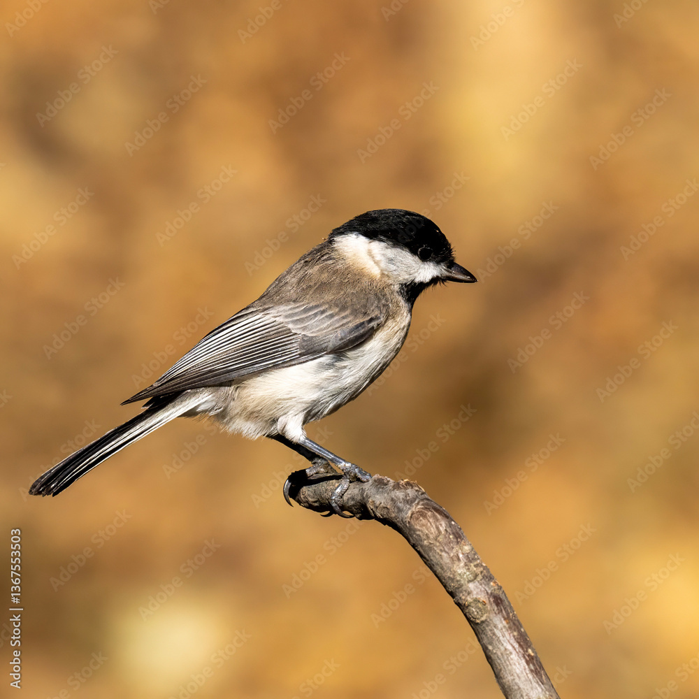 Naklejka premium Sombre Tit