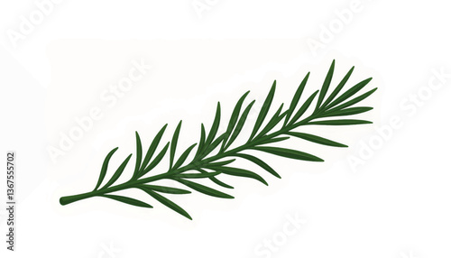 Fresh rosemary sprig on minimalist white background, culinary inspiration