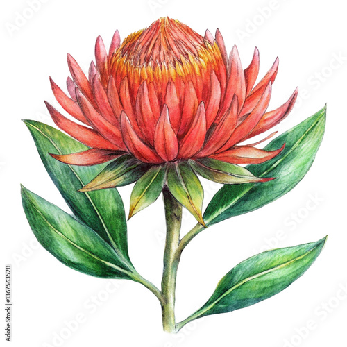 Title: Bold waratah flowers with large red spiky blooms and intricate petal structure  
