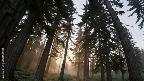 Sunrise illuminating majestic forest in tranquil morning mist