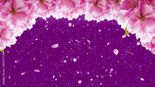 【桜】4月のキラキラする紫色背景に舞い散る桜の花びらパーティクルお花見アニメーション