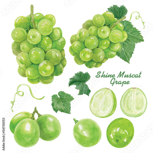 Elements Vector of Shine Muscat Grape handdraw watercolor