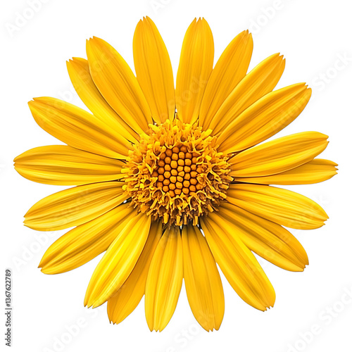 Golden Aster flower png