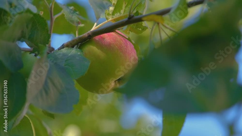 Ripe red apple on a branch. Red apple on the tree. pe apple on tree. Beautiful apple on tree.