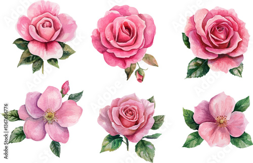 set of pink roses vector