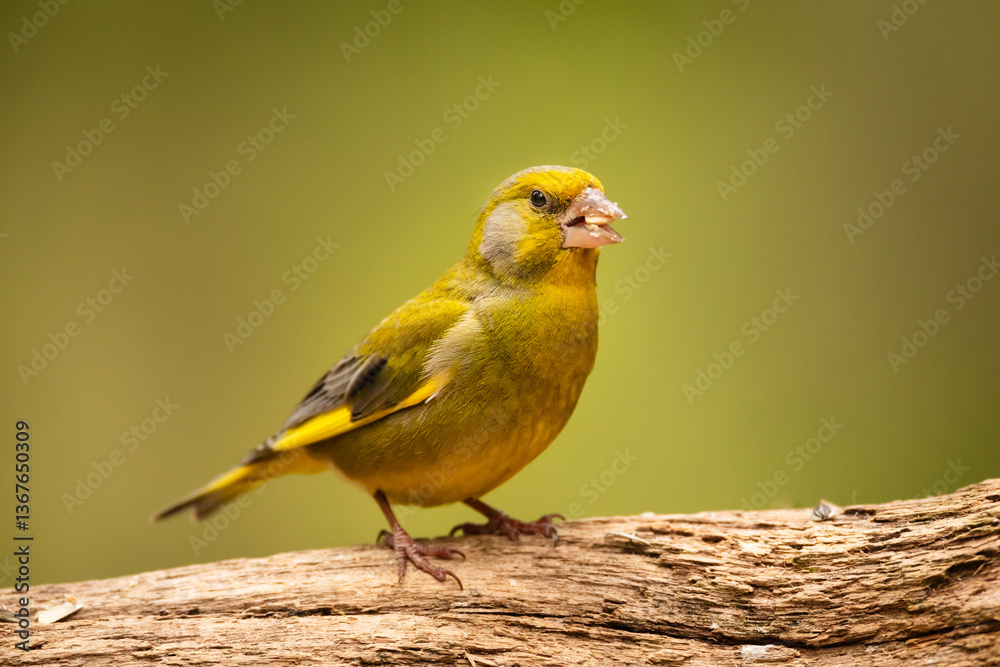 Greenfinch (Chloris chloris) perched on trunk of tree in the taiga of Finland
Greenfinch (Chloris chloris) perched on trunk of tree in the taiga of Finland