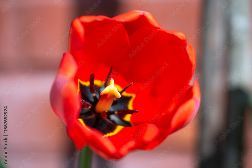 Vibrant red tulip in full bloom with a blurred background.