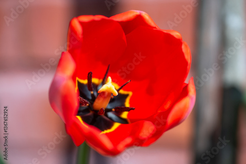 Obraz na płótnie Vibrant red tulip in full bloom with a blurred background. w salonie