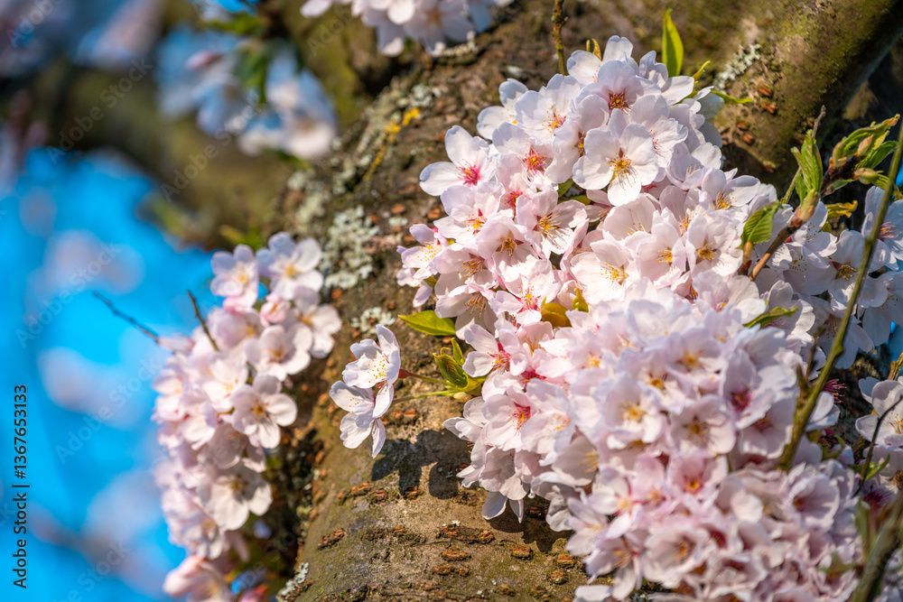 Cherry Blossom on the tree during spring bloom