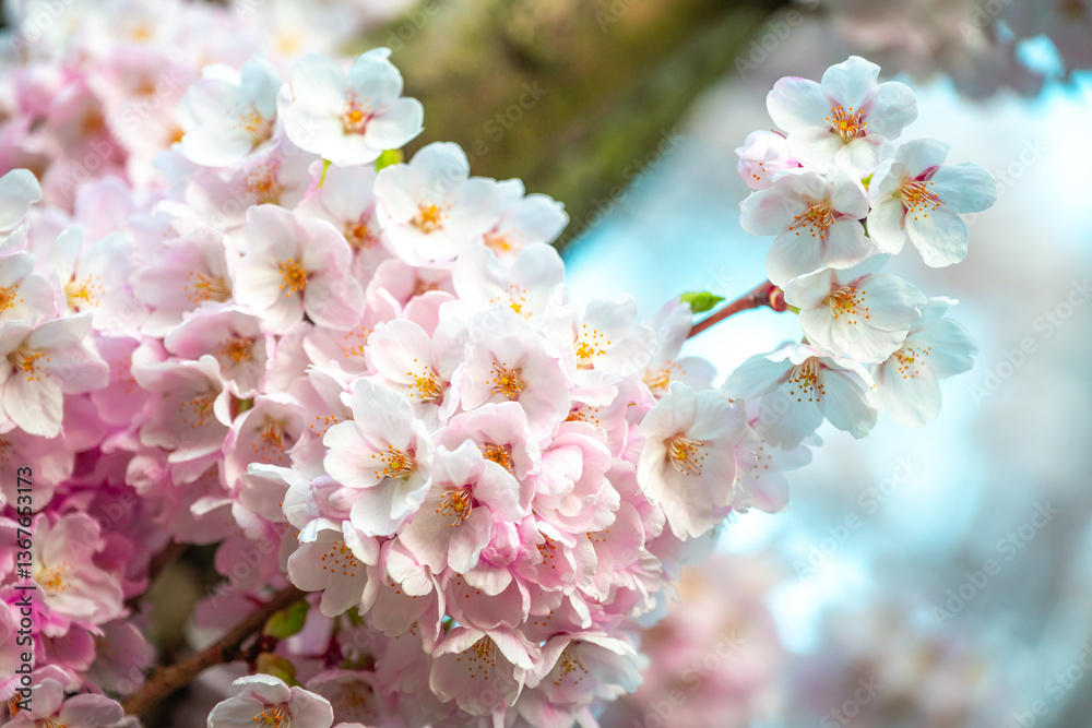 Cherry Blossom in full bloom