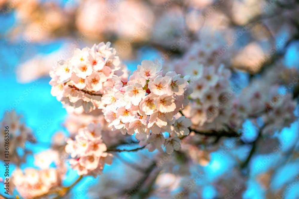 Cherry Blossom flowers in full bloom