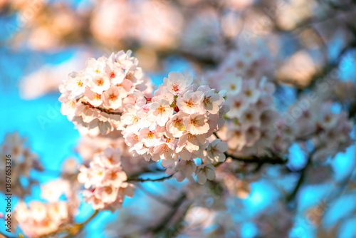 Obraz na płótnie Cherry Blossom flowers in full bloom w salonie