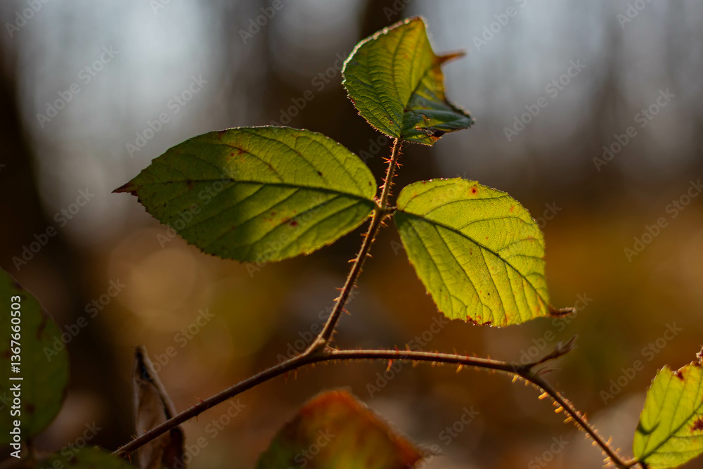 blackberry leaf in the forest in backlight sunlight blackberry leaf in the forest in backlight sunlight