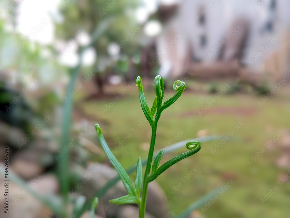 close up of young fern leaves with blurred background close up of young fern leaves with blurred background