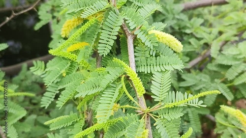 Kikar tree branch full of leaves and thorns, Scientific name Arabica acacia. photo
