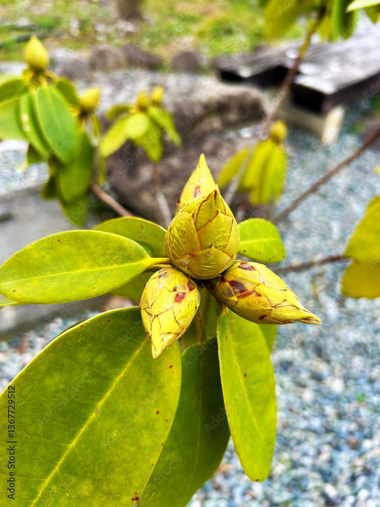 Obraz premium 色鮮やかなシャクナゲ