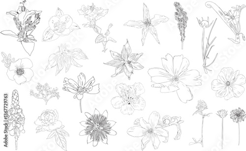 Flowers outlines vector illustrations Great for wedding, cards, invitation. Botanical art line. Hibiscus, dandelion, rose, magnolia, passion flower, tulip, persian onion, clover, cosmos, dahlia. 