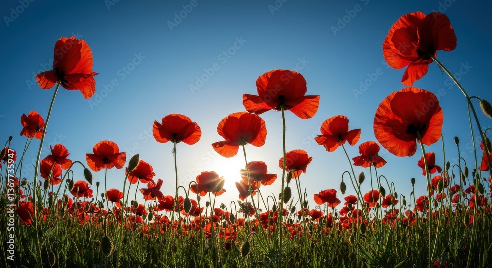 Obraz premium Vibrant field of red poppies under a clear blue sky at sunset