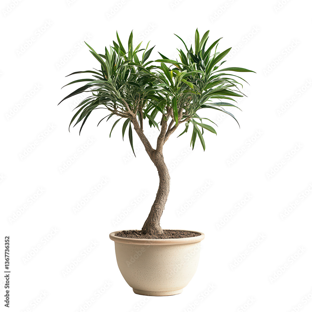 Obraz premium Striking dragon tree png exotic dragon tree png bold dragon tree png sculptural dragon tree png unique dragon tree png transparent background image