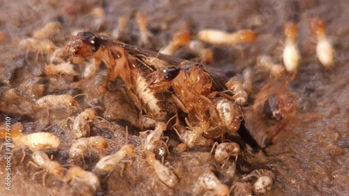 Macro footage of Termite Insects , dirty wet ground. photo