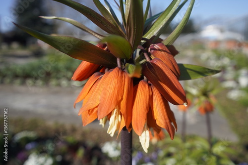 Cuadro en lienzo Fritillaria imperialis, the crown imperial, imperial fritillary, Kaiser's crown, or Kurdish tulip, is a species of flowering plant in the lily family Liliaceae