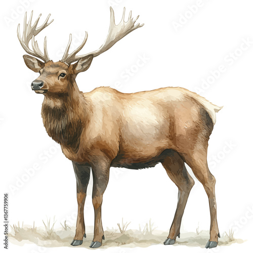 A watercolor painting of an elk, isolated on a white background. Elk vector.

