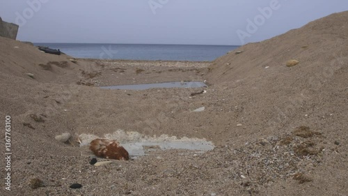 Uccelli morti in spiaggia per inquinamento..
