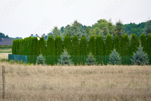 Green fence of evergreen conifers