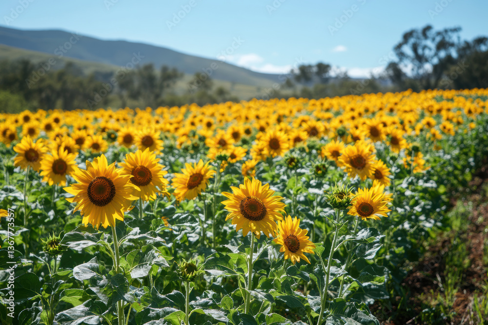 Fototapeta premium Home Farm Powered by Clean Energy