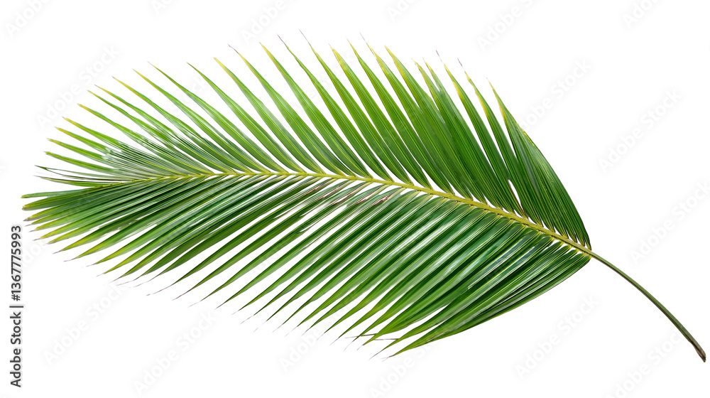 Obraz premium Detailed view of juicy green palm leaf on transparent background