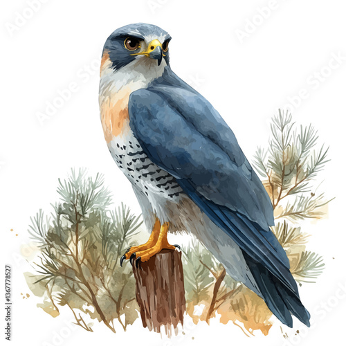 A watercolor painting of a goshawk, isolated on a white background. Goshawk vector.

