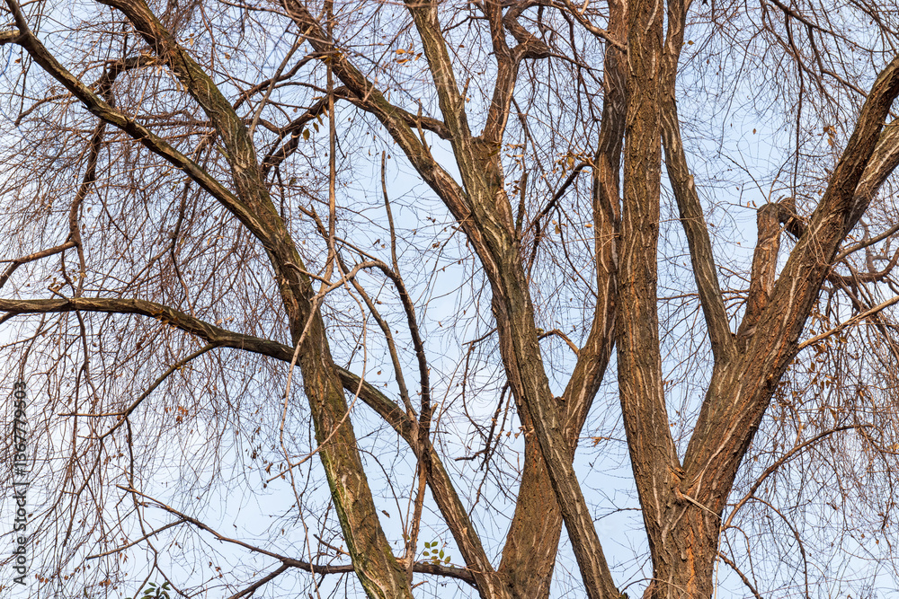 The trees are dry and leafless in winter The trees are dry and leafless in winter