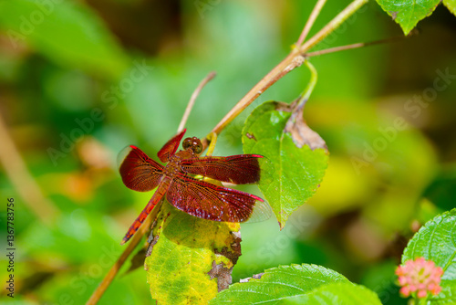 Crimson Red Dragonfly Resting on a Green Leaf in Natural Surroundings
