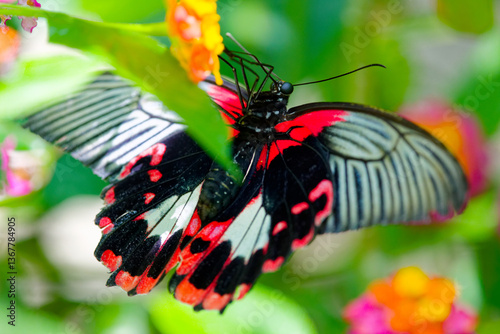 Close-Up of a Vibrant Butterfly Resting on a Colorful Flower in Nature