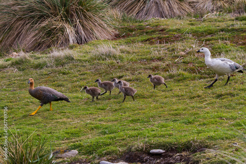 Adult upland goose pair (Chloephaga picta) with goslings on Carcass Island in the Falkland Islands photo