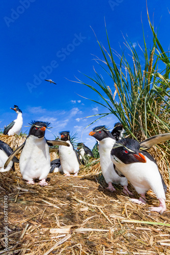 Adult rockhopper penguins (Eudyptes chrysocome chrysocome) at breeding and molting colony on New Island, Falkland Islands