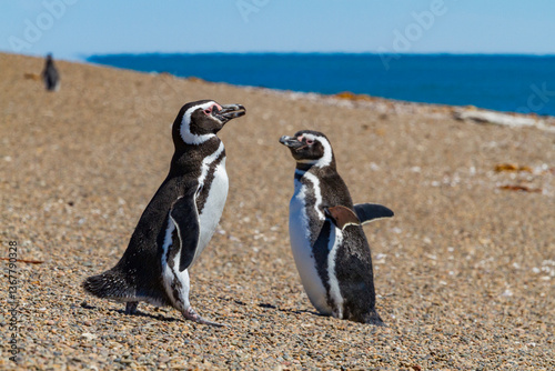 Magellanic penguins (Spheniscus magellanicus) at a breeding and molting site in Estancia San Lorenzo, Argentina photo